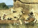 Девять львиц напали на самца из-за конфликта через мясо с одной из них