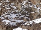 Можете найти снежного барса, который замаскировался на заснеженных скалах?