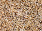Карликова африканська гадюка ховається в піщинках. Забарвлення тварини дуже подібне до кольору піску. Занурюючись у нього, вона стає майже невидимою