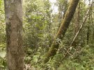 Гекон з листоподібним хвостом чудово маскується в лісі. Більшість геконів не моргають. Часто облизують очі, щоб зберегти їх чистими і вологими