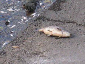 Встановили  причину масової загибелі риби у Ладижині. Фото: volynnews.com