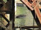 В зоне отчуждения спасли лося, попавшего в бетонный котлован с водой