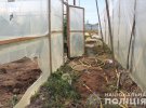 В селе Винковое  Мукачевского района на Закарпатье местный житель дома вырастил плантацию конопли