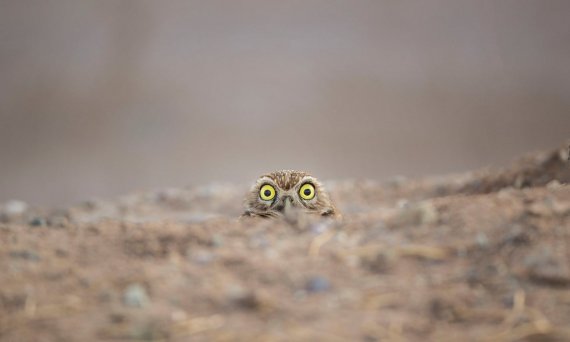 Фотографії, які потрапили у фінал конкурсу Comedy Wildlife Photography Awards 2018