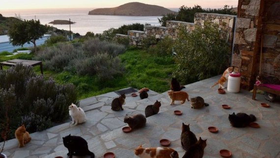 У грецький котячий притулок шукають доглядача тварин