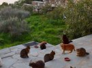 В греческий кошачий приют ищут смотрителя животных