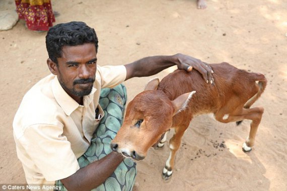 В Індії народилось двоголове теля