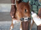 В Индии родился двуглавый теленок