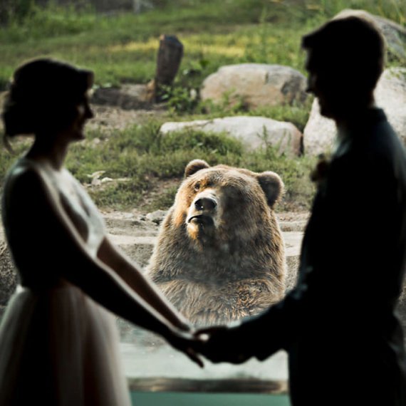 Американці Кріс та Крісті влаштували весільну церемонію в зоопраку Міннесоти.  Під час моменту, коли наречені виголошували свої обітниці, до скла наблизився бурий ведмідь
