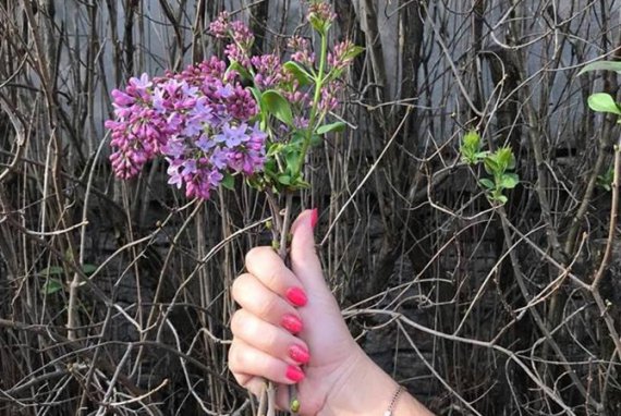 У Житомирській області серед осені зацвіли весняні квіти