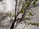 В оккупированном Армянске после выбросов химического вещества зацветают деревья