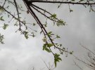 В оккупированном Армянске после выбросов химического вещества зацветают деревья