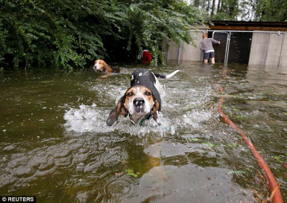 Волонтер Райан Николс спас шестерых собак из затопленного сарая