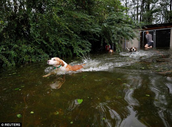 Волонтер Раян Ніколс врятував шістьох собак із затопленого сарая