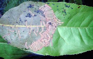 Гусінь білого американського метелика непримітна через коричневий колір, який зливається з корою. Шість-вісім їхніх гнізд на плодовому дереві здатні його знищити