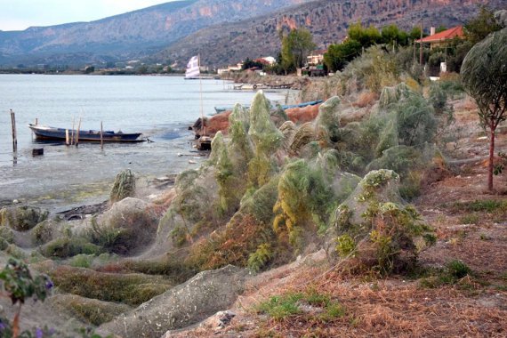 Паутина накрыла побережье города Айтолико в Греции