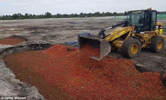 Фермеры вынуждены выбрасывать тонны ягод из-за подозрения, что в них воткнули иголку