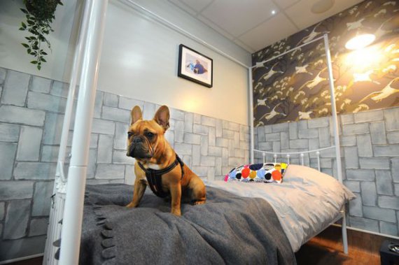 У Великій Британії відкрили п'ятизірковий готель для собак "Love Ur Dog"