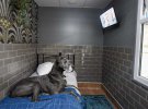В Великобритании открыли пятизвездочный отель для собак "Love Ur Dog"
