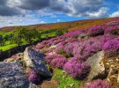 Цвітіння вереску в Шотландії захоплює дух