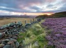 Цвітіння вереску в Шотландії захоплює дух