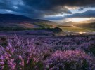 Цветения вереска в Шотландии захватывает дыхание