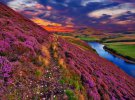 Цветения вереска в Шотландии захватывает дыхание