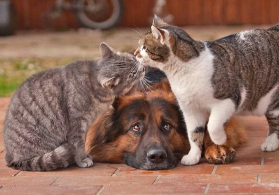 Смешные фото кошек и собак, которые сделают ваш день