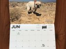 Создали календарь с собаками, которые производят потребности на страницах