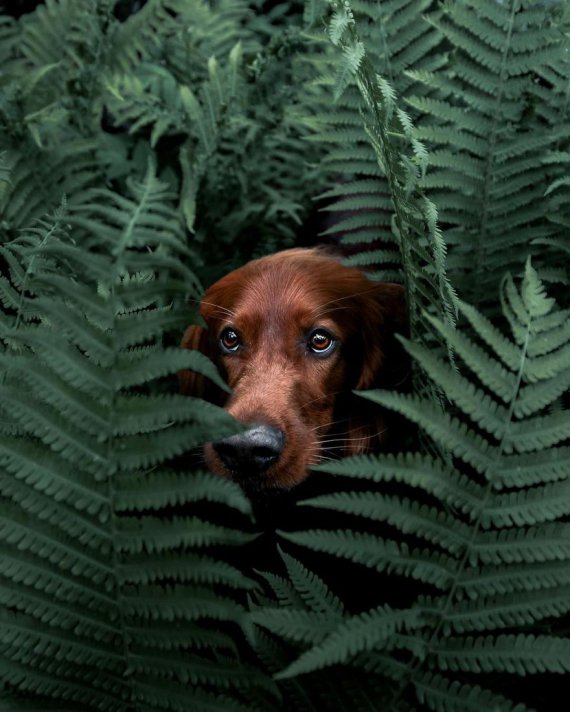 Собака по кличке Троя путешествует норвежскими лесами вместе со своим хозяином Джорджем.