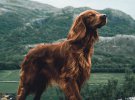 Собака по кличке Троя путешествует норвежскими лесами вместе со своим хозяином Джорджем.