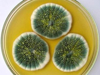 Плесень Penicillium notatum убивает самый широкий спектр бактерий