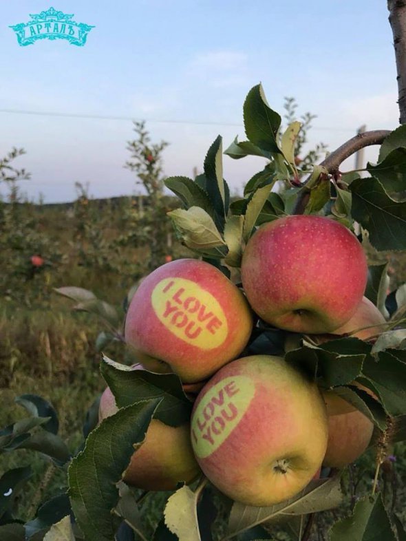 Небувалий урожай яблук спровокував спад ціни на них