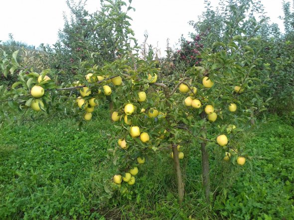 Небувалий урожай яблук спровокував спад ціни на них