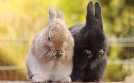 Кролики способны растрогать любого.