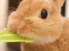 Кролики здатні будь-кого розчулити.