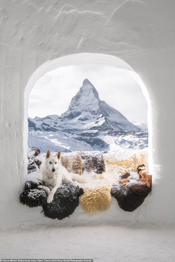 "Я люблю путешествовать со своей собакой. Переночевать в эскимоском иглу - было одним из моих заданий. Когда мы вошли в зимнюю хижину, Раста вскочил на шкуры и уселся на них так, словно делал это всегда. Снимок я сделала первого января 2018 года в городе Иглу-Дорф Церматт, в Швейцарии", - рассказала фотограф Сильвия Мишель 