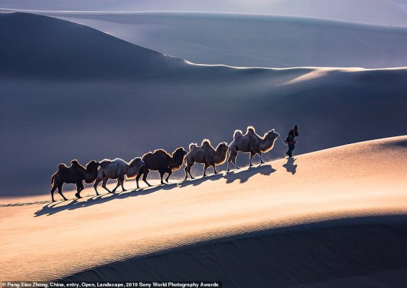 Верблюди сфотографовані на тлі заходу сонця у пустелі в Сіньцзяні, Китай