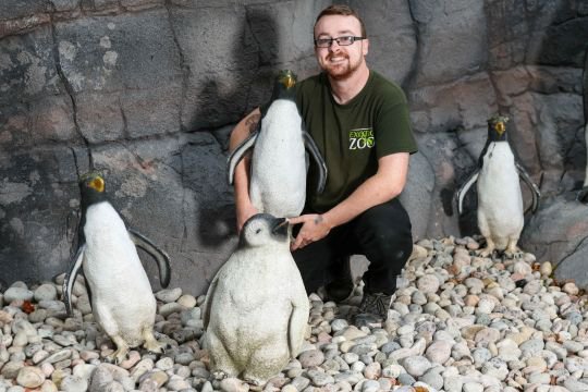 Владелец зоопарка разместил в вольере пластиковые фигуры пингвинов