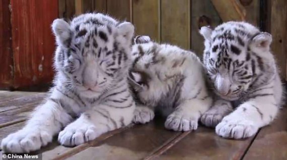 Тройни Бенгальского тигра из зоопарка Yunnan Wildlife Park исполнилось всего 2,5 месяца.