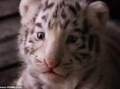Тройни Бенгальского тигра из зоопарка Yunnan Wildlife Park исполнилось всего 2,5 месяца.
