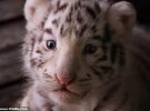 Трійні Бенгальського тигра із зоопарку Yunnan Wildlife Park виповнилося всього 2,5 місяці.