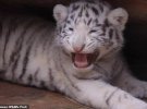 Тройни Бенгальского тигра из зоопарка Yunnan Wildlife Park исполнилось всего 2,5 месяца.