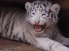 Трійні Бенгальського тигра із зоопарку Yunnan Wildlife Park виповнилося всього 2,5 місяці. 
