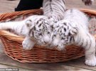 Трійні Бенгальського тигра із зоопарку Yunnan Wildlife Park виповнилося всього 2,5 місяці.