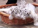 Тройни Бенгальского тигра из зоопарка Yunnan Wildlife Park исполнилось всего 2,5 месяца.