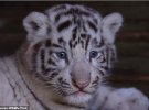 Трійні Бенгальського тигра із зоопарку Yunnan Wildlife Park виповнилося всього 2,5 місяці. 