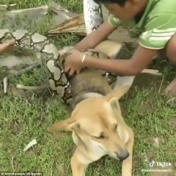 Захваченный в плен пес смирно ждал пока его спасут.