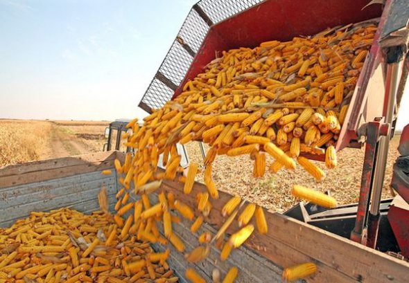 В результате торговой войны с США, Украина может увеличить поставки кукурузы и сои в Китай.