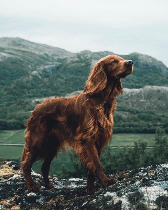 Джордж з Норвегії робить неймовірні знімки свого пса